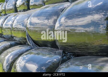 Schwarze Polywrap umwickelte Heuballen im Sommer Sonnenschein reflektieren Sonne und Gras im Feld. Metapher UK Landwirtschaft Industrie, & auch Kunststoff-Anwendungen, Stockfoto