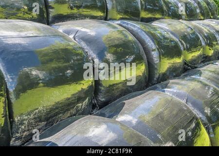 Schwarze Polywrap umwickelte Heuballen im Sommer Sonnenschein reflektieren Sonne und Gras im Feld. Metapher UK Landwirtschaft Industrie, & auch Kunststoff-Anwendungen, Stockfoto