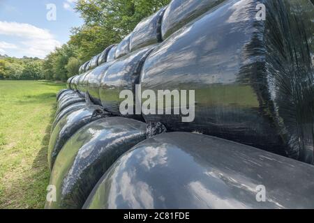 Schwarze Polywrap umwickelte Heuballen im Sommer Sonnenschein reflektieren Sonne und Gras im Feld. Metapher UK Landwirtschaft Industrie, & auch Kunststoff-Anwendungen, Stockfoto