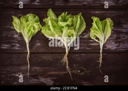 Muster aus frischem Salat leaveson mit Wurzel ein Holz dunklen Tisch. Batavia-Salat Stockfoto