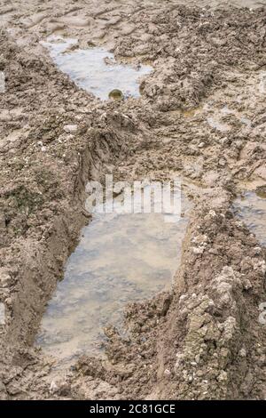 Schwere Traktorreifen Spuren in schlammigen Wasser Pfütze hohl in Kartoffelfeld. Metapher kleben im Schlamm, schlammige Textur, schlammige Oberfläche, Schlamm, Reifenspuren. Stockfoto