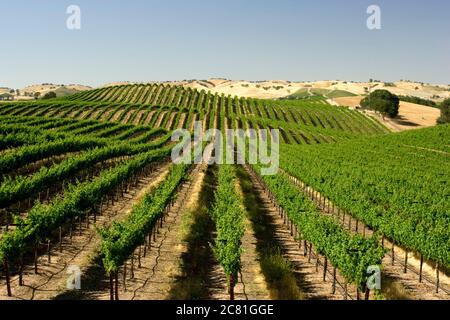 Reihen von Weinreben erstrecken sich parallel zum Horizont in Paso Robles Weinland von Zentral-Kalifornien Stockfoto