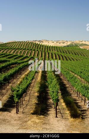 Reihen von Weinreben erstrecken sich parallel zum Horizont in Paso Robles Weinland von Zentral-Kalifornien Stockfoto