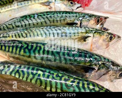 Frisch gefangener Makrele auf Eis auf einem Meeresfrüchtemarkt auf der Isle of man, mit ihren schönen Farben, einem köstlichen gesunden Fisch Stockfoto