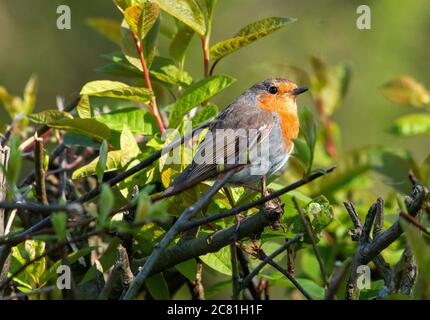 Ein Rotkehlchen in einer Hecke, Chipping, Preston, Lancashire, Großbritannien Stockfoto