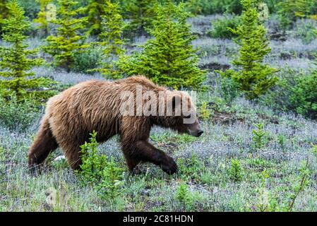 Grizzly Bear (ursus arctos horribilis) entlang des Alaska Highway Korridors; Yukon, Kanada Stockfoto