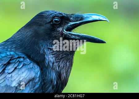 Raven (Corvus corax), Denali National Park; Alaska, Vereinigte Staaten von Amerika Stockfoto