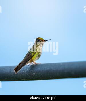 Porträt eines bunten Kolibris auf einem Geländer gegen bewölkten Himmel thront Stockfoto