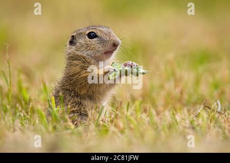 Europäische Ziesel hält Ohr in der Hand auf dem Feld. Stockfoto