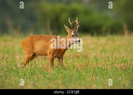 Majestätische Rehe stehen auf Stoppeln Feld bei Regen in der Sommer Natur. Stockfoto