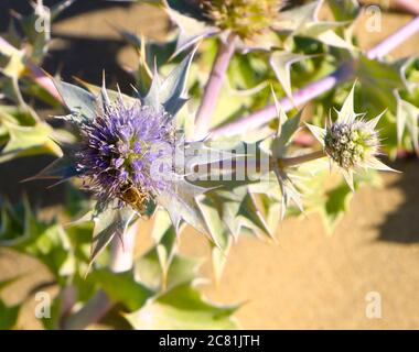 Nahaufnahme der Purple Eryngium maritimum Sea Holly, die in den Sanddünen des Somo-Strandes wächst Santander Cantabria Spanien Stockfoto