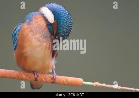 Ein junger Eisvogel (Alcedo atthis) am Fluss auf einem schönen Zweig, Blick ins Wasser, warten auf einen Fisch. Stockfoto