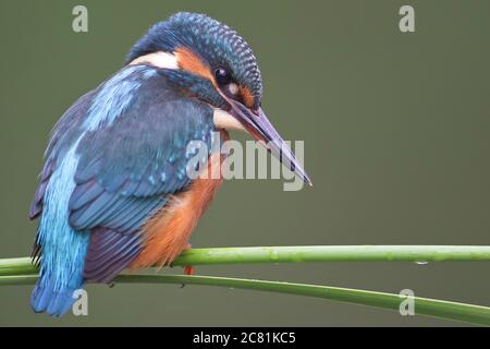 Ein junger Eisvogel (Alcedo atthis) am Fluss auf einem schönen Zweig, Blick ins Wasser, warten auf einen Fisch. Stockfoto