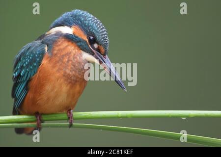 Ein junger Eisvogel (Alcedo atthis) am Fluss auf einem schönen Zweig, Blick ins Wasser, warten auf einen Fisch. Stockfoto