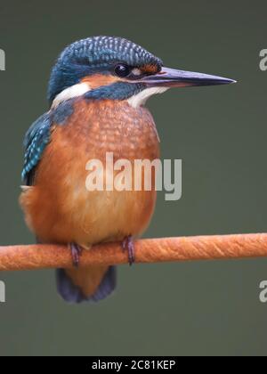 Ein junger Eisvogel (Alcedo atthis) am Fluss auf einem schönen Zweig, Blick ins Wasser, warten auf einen Fisch. Stockfoto