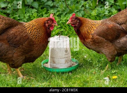 Welsummer Hühner und Kunststoff-Feeder, Chipping, Preston, Lancashire, England, Vereinigtes Königreich. Stockfoto