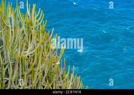 Großer Kaktus mit Dornen, der auf der Klippe über dem Meer wächst. Meer mit kleinen Wellen im Hintergrund. Stockfoto