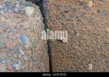 Ozeanische Krabben, auf einem schwarzen Felsen, der sich vor den Wellen versteckt Stockfoto