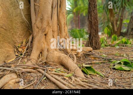 Tropische Ficus Baumwurzeln. Verwinkelte Wurzeln Nahaufnahme mit Luftwurzeln in weichem Fokus auf Hintergrund Stockfoto