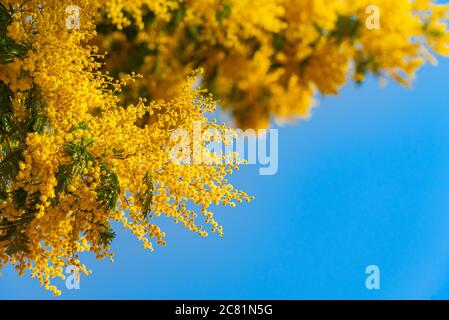 Mimosa Frühlingsblumen vor blauem Himmel Hintergrund. Blühender Mimosenbaum über blauem Himmel, helle Sonne. Urlaub in Teneriffa im Frühling. Stockfoto