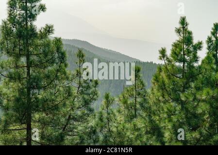 Blick durch Kiefern auf Bergwaldlandschaft. Teneriffa, Spanien. Stockfoto