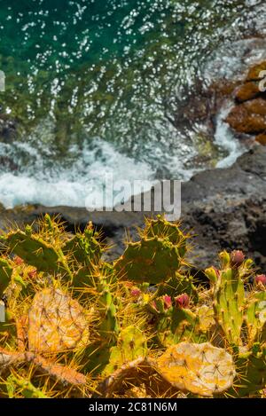 Großer Kaktus mit Dornen, der auf der Klippe über dem Meer wächst. Meer mit kleinen Wellen im Hintergrund. Stockfoto