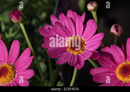 Lebhaft rosa Chrysanthemum Blüten mit gelben und dunkelroten Zentren, Harrogate, North Yorkshire, England, UK. Stockfoto