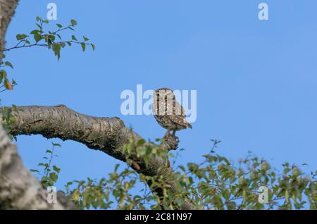 Eine einzelne kleine Eule (UK) auf einem Baumzweig vor blauem Himmel Hintergrund. Stockfoto