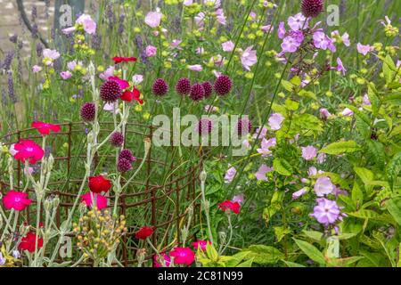 Ein Blumenbeet aus gemischten lila und rosa Blumen in einem Cottage Garten. Stockfoto