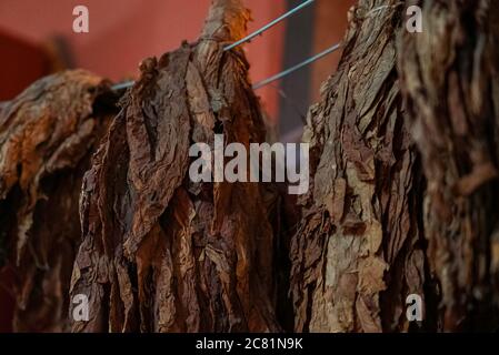 Die klassische Methode der Trocknung von Tabak. Ein Bündel Tabakblätter am Seil Stockfoto
