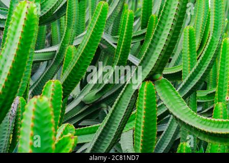 Euphorbia canariensis - kanarische Insel typischer Kaktushintergrund. Lebendige grüne saftige exotische Pflanze. Tropischer Hintergrund mit sanftem Fokus Stockfoto