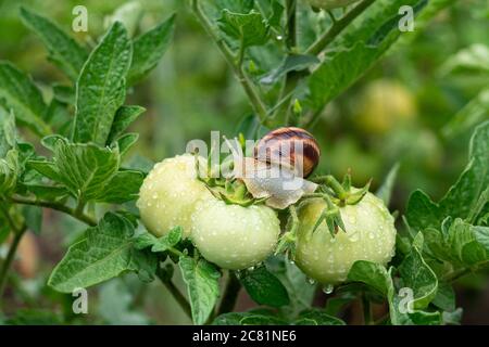 Garten braune Schnecke Schädling sitzt auf grünen Tomaten nach dem Regen und essen sie Stockfoto