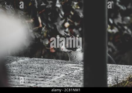 Selektive Fokusaufnahme einer schwarz-weißen Wildkatze Neugierig über eine hölzerne Oberfläche schauen Stockfoto