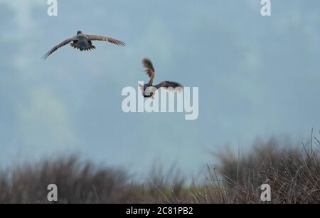 Zwei Rotbeinige Rebhühner fliegen, Chipping, Preston, Lancashire, Großbritannien Stockfoto