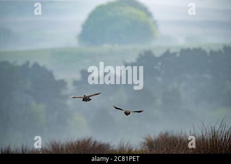 Zwei Rotbeinige Rebhühner fliegen, Chipping, Preston, Lancashire, Großbritannien Stockfoto