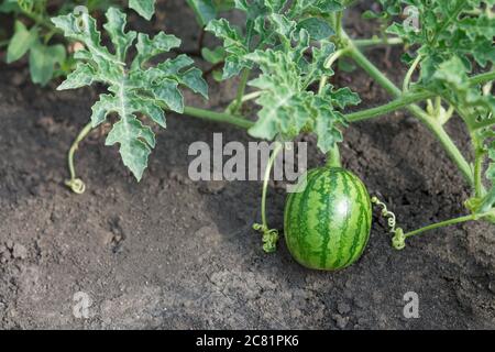 Jungbaby Wassermalon wächst in einem Öko-Garten Stockfoto