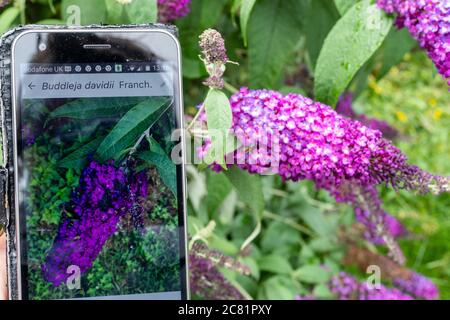 Plantnet App auf einem Handy zur Identifizierung oder Identifikation von Pflanzen (Flora), neben Buddleia-Buschblumen (Buddleja davidii) Stockfoto