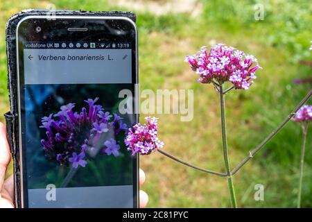 Plantnet App auf einem Handy zur Identifizierung oder ID von Pflanzen (Flora), neben Verbena bonariensis Blumen Stockfoto