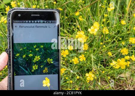 Plantnet App auf einem Handy zur Identifizierung oder Identifikation von Pflanzen (Flora), neben dem kleinen Speerwürz (Ranunculus flammula) Stockfoto