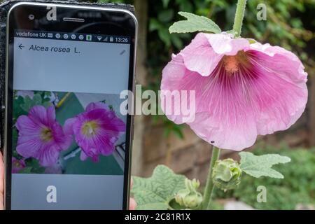 Plantnet App auf einem Handy zur Identifizierung oder Identifikation von Pflanzen (Flora) - neben einem Hollyhock (Alcea rosea) Stockfoto