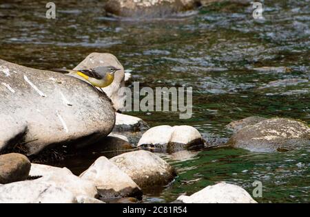 Ein grauer Wagtail auf Chipping Brook, Chipping, Preston, Lancashire, Großbritannien Stockfoto