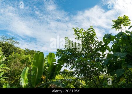 Blick auf den heiligen Affenwald in Ubud Stockfoto