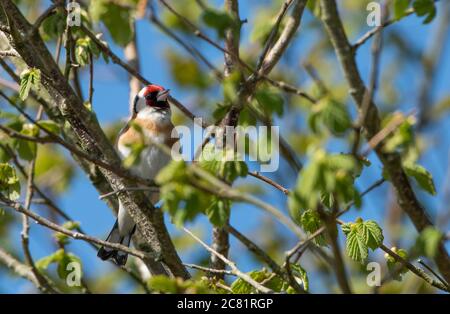 Europäischer Goldfink in einem Baum, Chipping, Preston, Lancashire, Großbritannien Stockfoto
