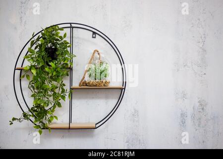 Regal mit Zimmerpflanzen über grauem Betonwand Hintergrund mit Kopierraum Stockfoto