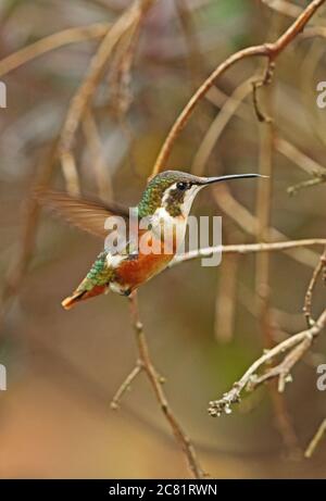 White-bellied Woodstar (Chaetocercus Mulsant) Erwachsenfrau im Schwebeflug Guasca, in der Nähe von Bogota, Kolumbien November Stockfoto