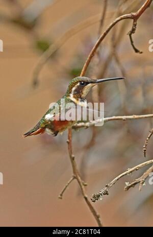 White-bellied Woodstar (Chaetocercus Mulsant) Erwachsenfrau im Schwebeflug Guasca, in der Nähe von Bogota, Kolumbien November Stockfoto