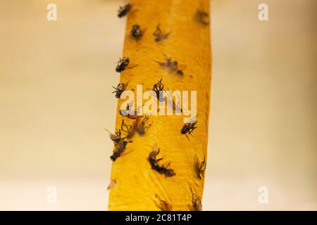 Fliegenstock, Band Fliegenfänger aus nächster Nähe. Stockfoto