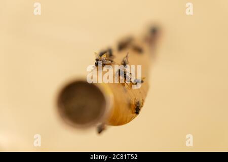 Fliegenstock, Band Fliegenfänger aus nächster Nähe. Stockfoto