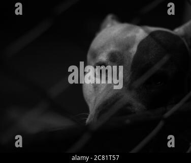 Graustufen Aufnahme des entzückenden und niedlichen Pitbull Hund suchen Durch den Zaun Stockfoto