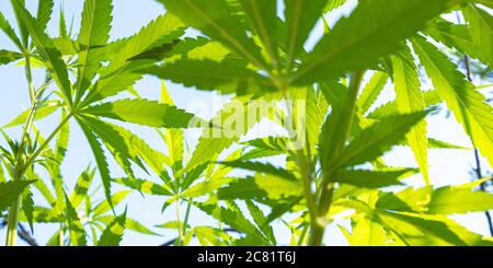 Grüne Cannabis Blätter unten Ansicht, Marihuana Hintergrund aus der Nähe. Stockfoto